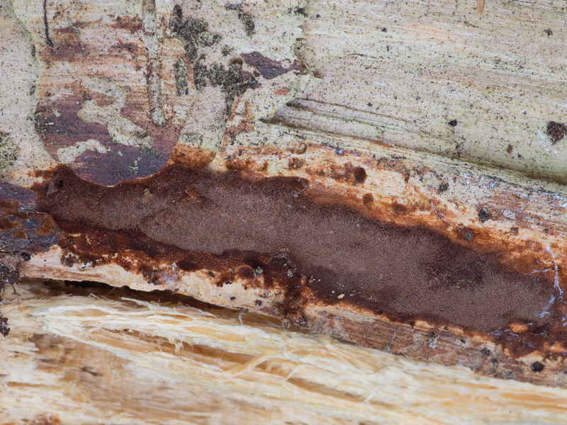 Phellinus ferrugineofuscus